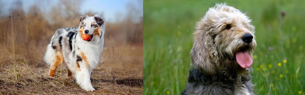 Otterhound vs Australian Shepherd - Breed Comparison