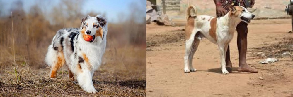 Pandikona vs Australian Shepherd - Breed Comparison