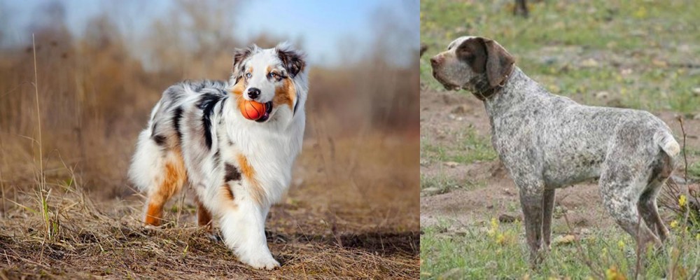 Perdiguero de Burgos vs Australian Shepherd - Breed Comparison