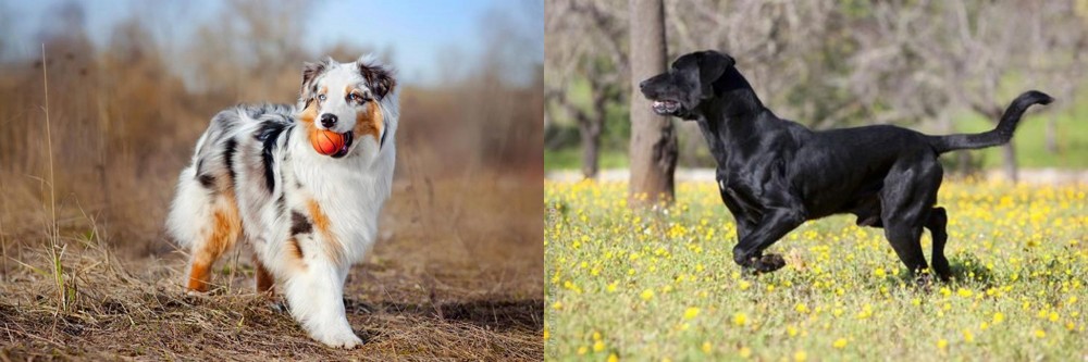 Perro de Pastor Mallorquin vs Australian Shepherd - Breed Comparison