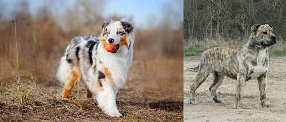 Perro de Presa Mallorquin vs Australian Shepherd - Breed Comparison