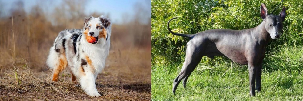 Peruvian Hairless vs Australian Shepherd - Breed Comparison