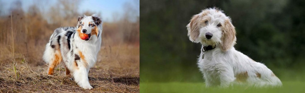 Petit Basset Griffon Vendeen vs Australian Shepherd - Breed Comparison