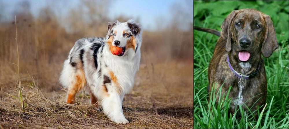 Plott Hound vs Australian Shepherd - Breed Comparison