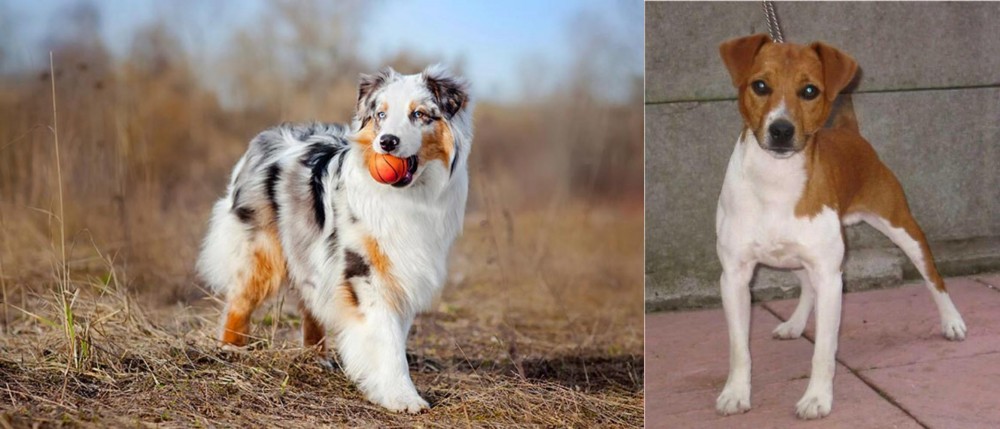 Plummer Terrier vs Australian Shepherd - Breed Comparison