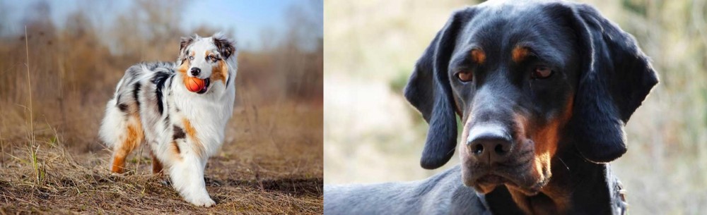 Polish Hunting Dog vs Australian Shepherd - Breed Comparison