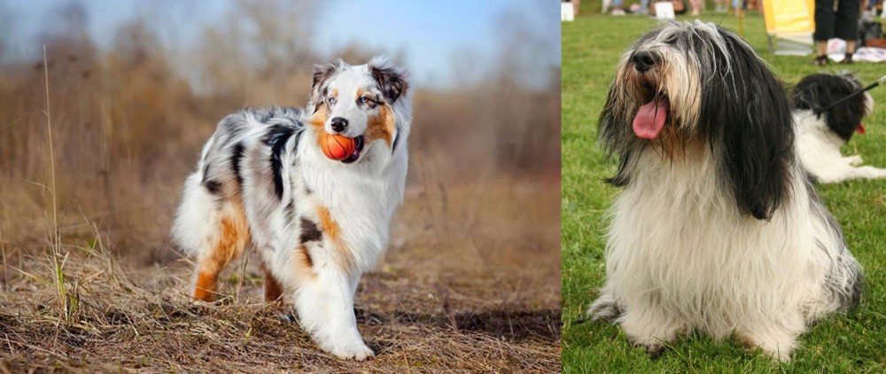 Polish Lowland Sheepdog vs Australian Shepherd - Breed Comparison