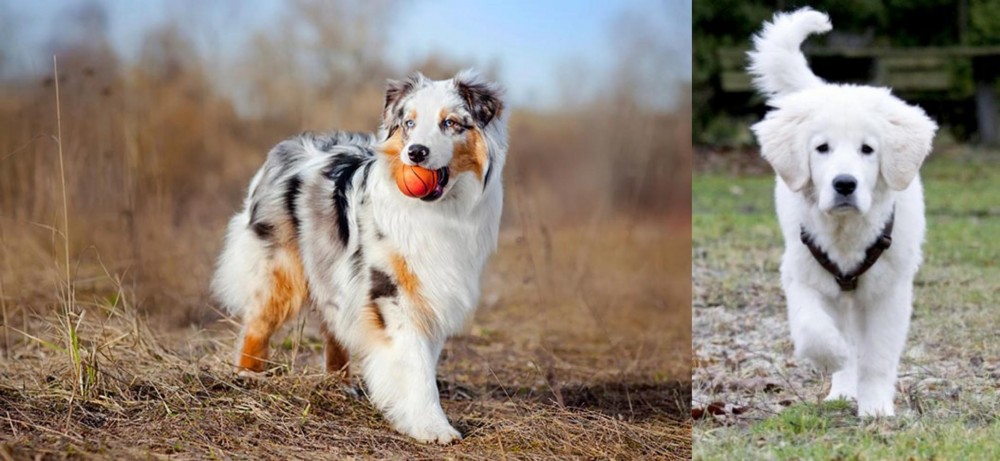 Polish Tatra Sheepdog vs Australian Shepherd - Breed Comparison