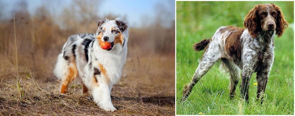 Pont-Audemer Spaniel vs Australian Shepherd - Breed Comparison