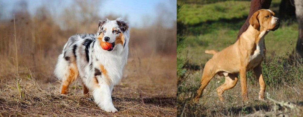 Portuguese Pointer vs Australian Shepherd - Breed Comparison