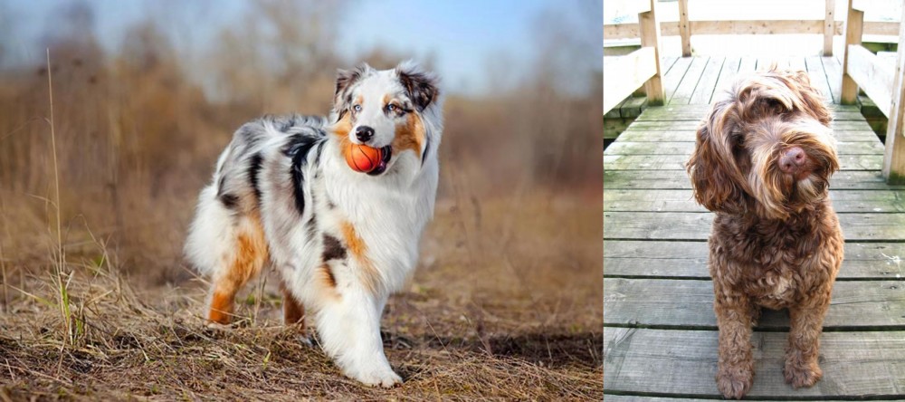 Portuguese Water Dog vs Australian Shepherd - Breed Comparison