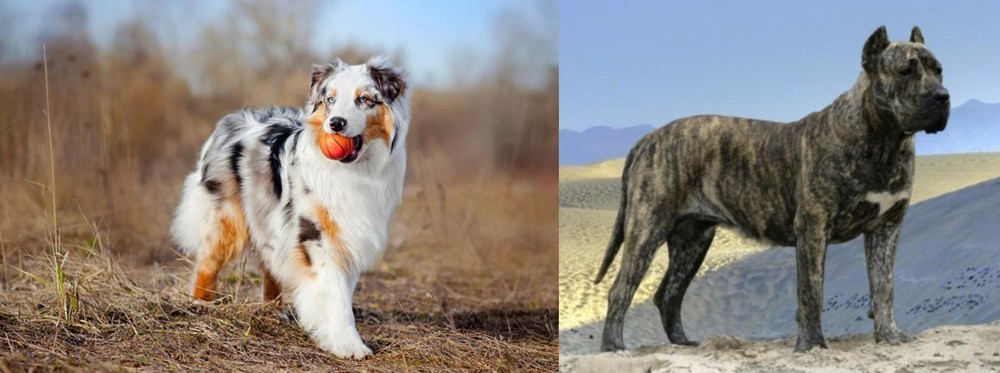 Presa Canario vs Australian Shepherd - Breed Comparison