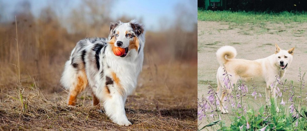 Pungsan Dog vs Australian Shepherd - Breed Comparison