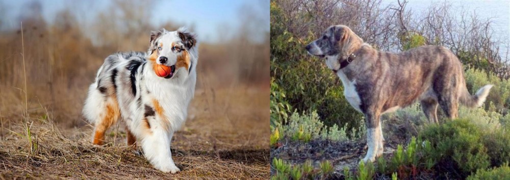 Rafeiro do Alentejo vs Australian Shepherd - Breed Comparison