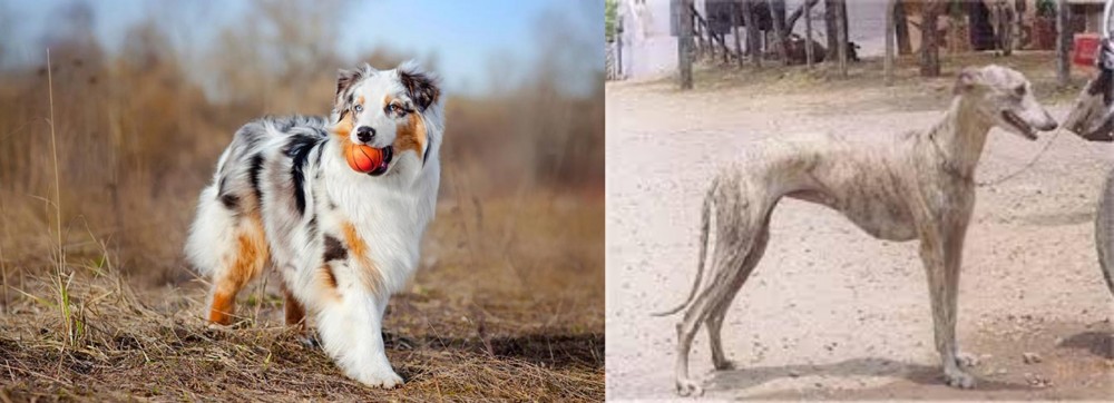 Rampur Greyhound vs Australian Shepherd - Breed Comparison