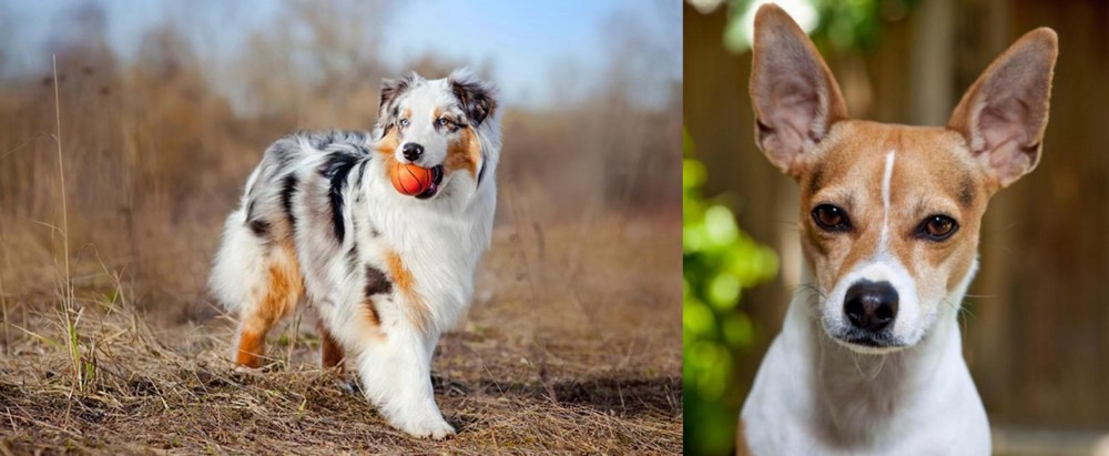 Rat Terrier vs Australian Shepherd - Breed Comparison