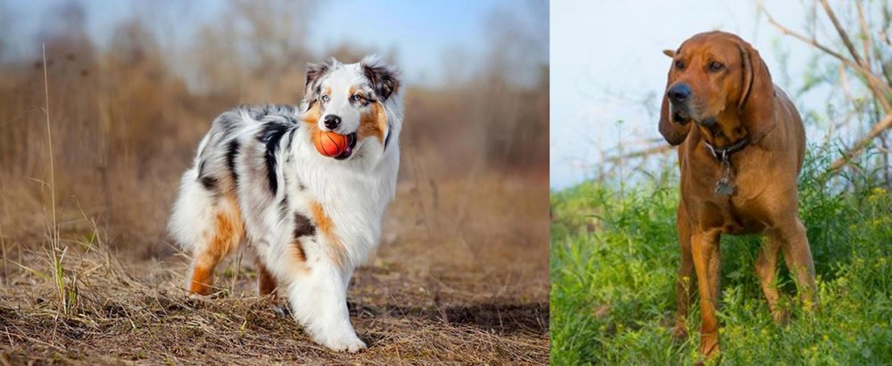 Redbone Coonhound vs Australian Shepherd - Breed Comparison