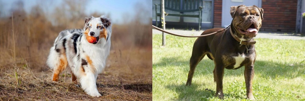 Renascence Bulldogge vs Australian Shepherd - Breed Comparison