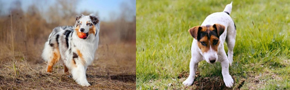 Russell Terrier vs Australian Shepherd - Breed Comparison