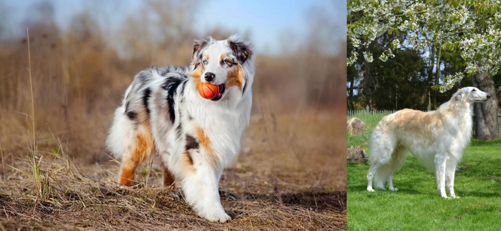 Russian Hound vs Australian Shepherd - Breed Comparison