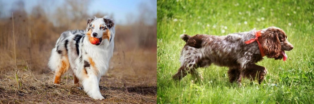 Russian Spaniel vs Australian Shepherd - Breed Comparison