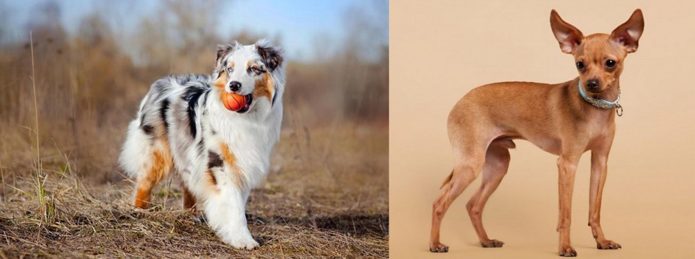 Russian Toy Terrier vs Australian Shepherd - Breed Comparison