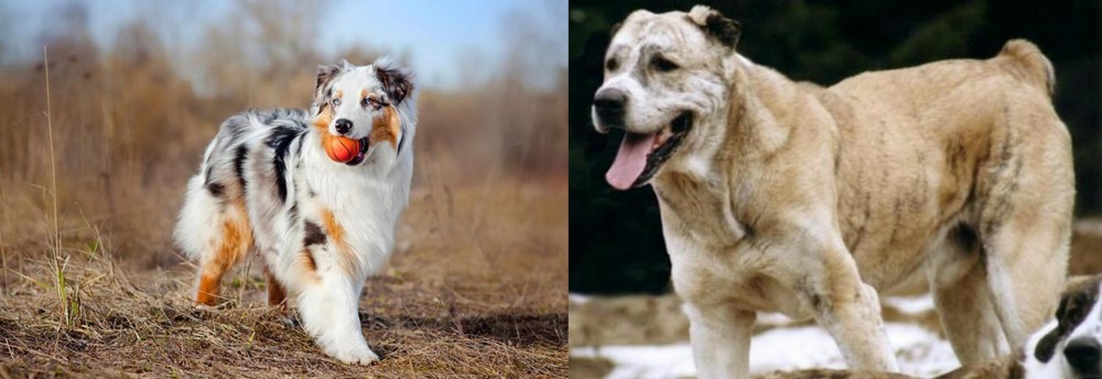 Sage Koochee vs Australian Shepherd - Breed Comparison