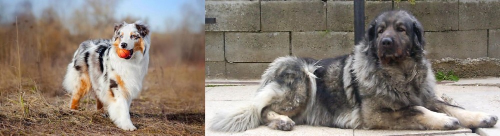 Sarplaninac vs Australian Shepherd - Breed Comparison