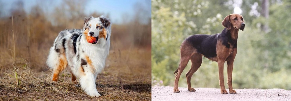 Schillerstovare vs Australian Shepherd - Breed Comparison