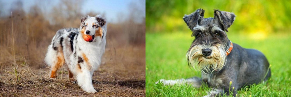 Schnauzer vs Australian Shepherd - Breed Comparison