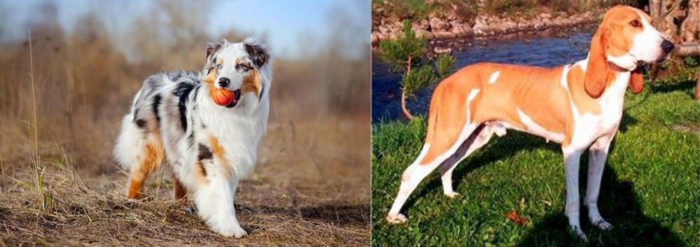 Schweizer Laufhund vs Australian Shepherd - Breed Comparison
