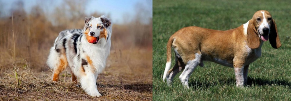 Schweizer Niederlaufhund vs Australian Shepherd - Breed Comparison