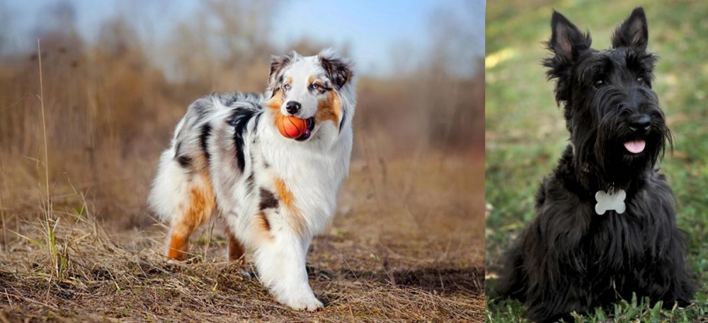 Scoland Terrier vs Australian Shepherd - Breed Comparison