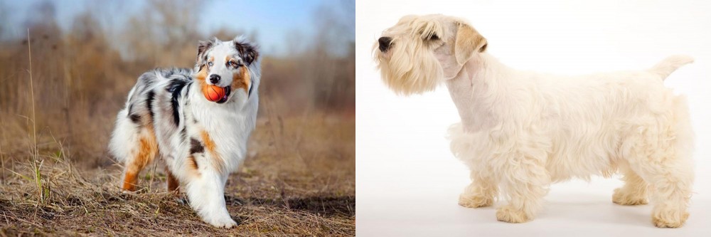 Sealyham Terrier vs Australian Shepherd - Breed Comparison
