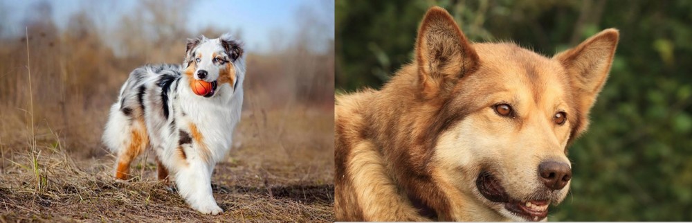 Seppala Siberian Sleddog vs Australian Shepherd - Breed Comparison