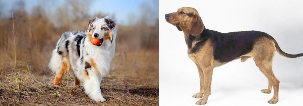 Serbian Hound vs Australian Shepherd - Breed Comparison