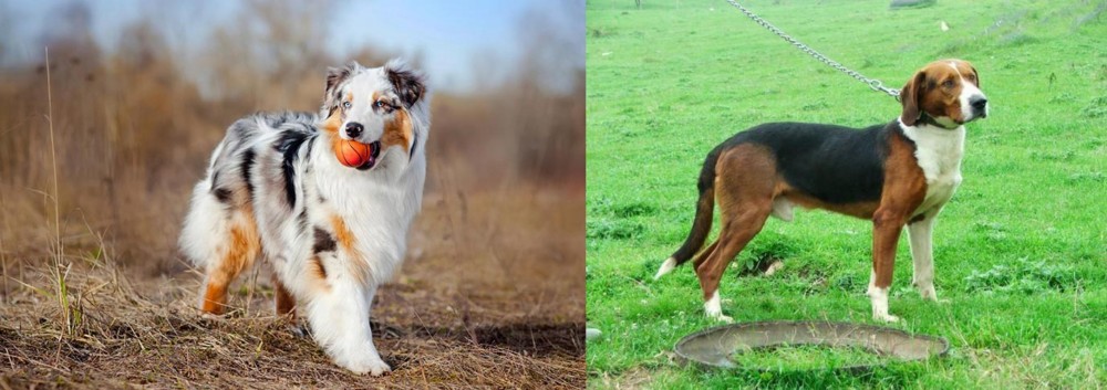 Serbian Tricolour Hound vs Australian Shepherd - Breed Comparison