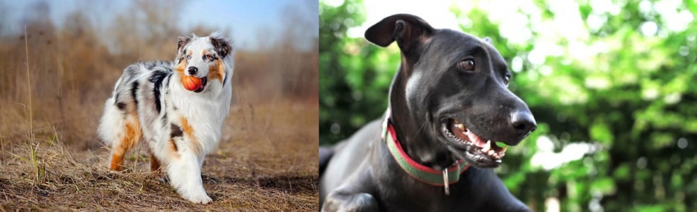 Shepard Labrador vs Australian Shepherd - Breed Comparison