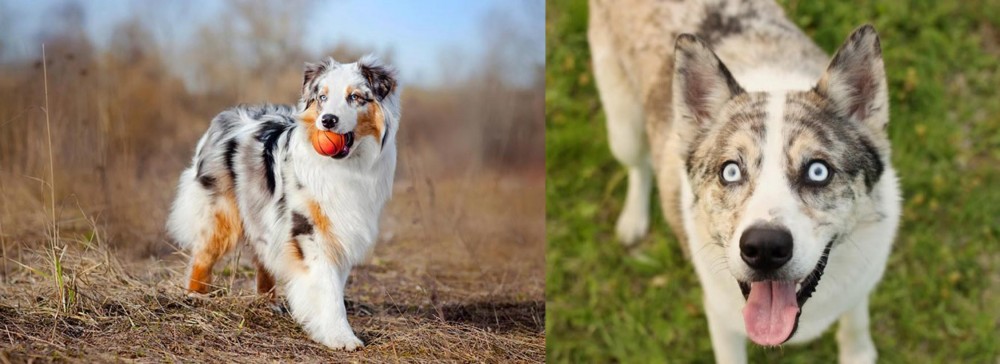 Shepherd Husky vs Australian Shepherd - Breed Comparison