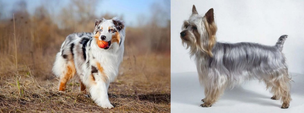Silky Terrier vs Australian Shepherd - Breed Comparison