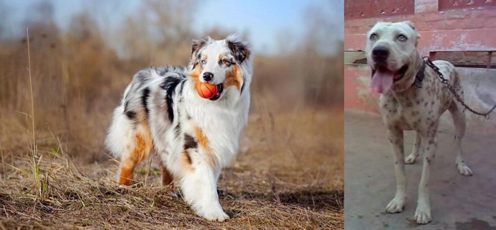 Sindh Mastiff vs Australian Shepherd - Breed Comparison