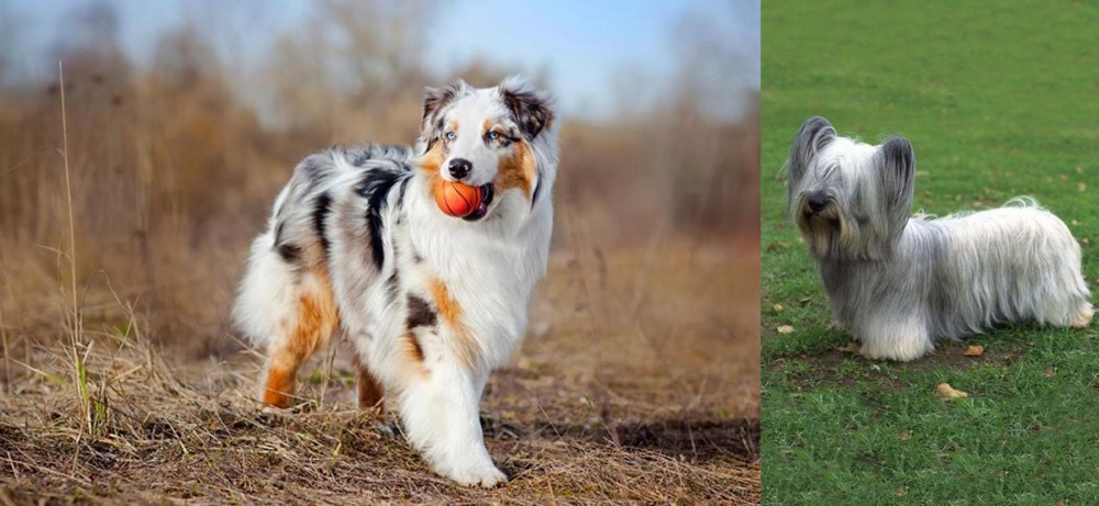 Skye Terrier vs Australian Shepherd - Breed Comparison