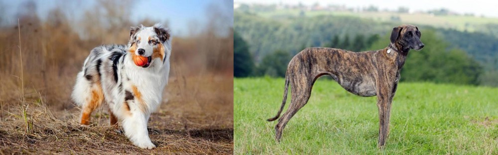 Sloughi vs Australian Shepherd - Breed Comparison