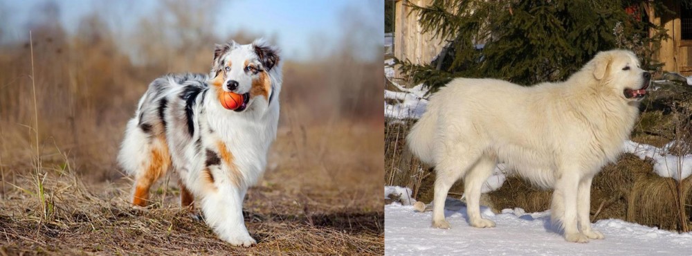 Slovak Cuvac vs Australian Shepherd - Breed Comparison