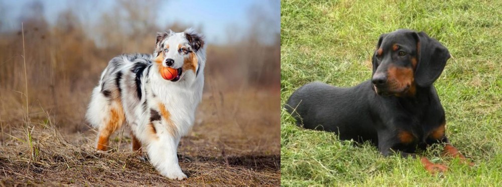 Slovakian Hound vs Australian Shepherd - Breed Comparison