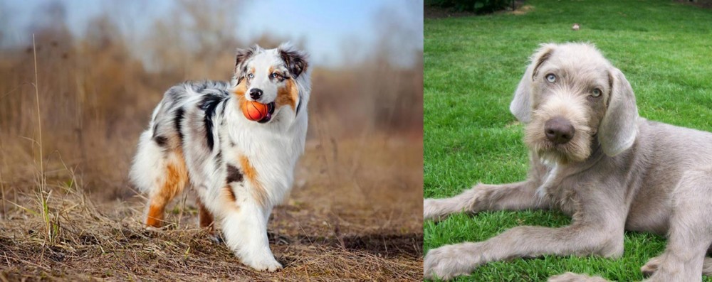 Slovakian Rough Haired Pointer vs Australian Shepherd - Breed Comparison