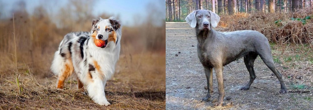 Slovensky Hrubosrsty Stavac vs Australian Shepherd - Breed Comparison