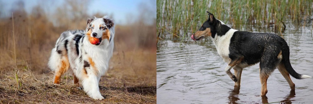 Smooth Collie vs Australian Shepherd - Breed Comparison