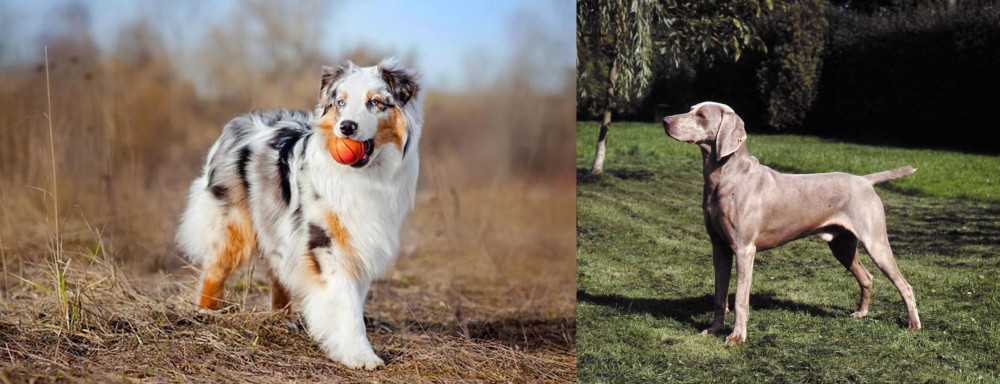 Smooth Haired Weimaraner vs Australian Shepherd - Breed Comparison