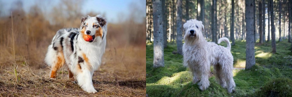 Soft-Coated Wheaten Terrier vs Australian Shepherd - Breed Comparison